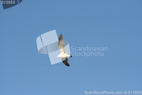 Image of seagull