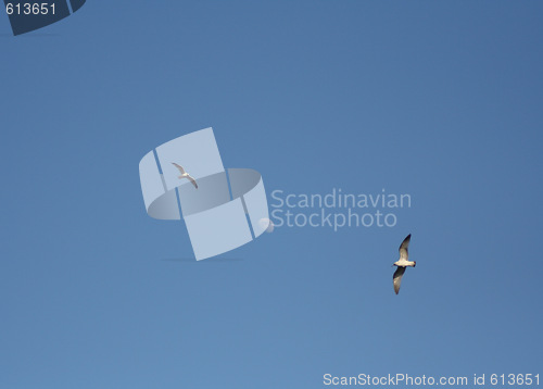 Image of birds circling the moon