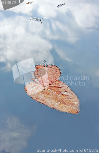 Image of Leaves at Water