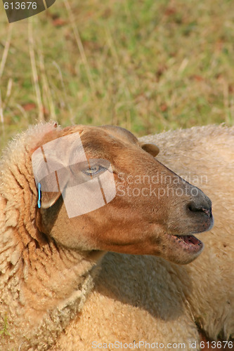 Image of Sheep