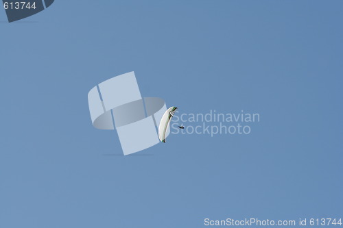 Image of paraglider