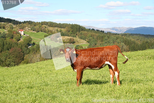 Image of staring cow