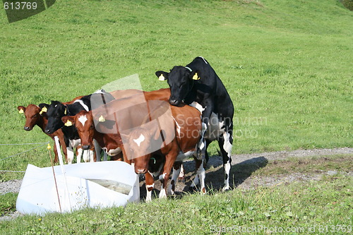 Image of cows feeding time, party time