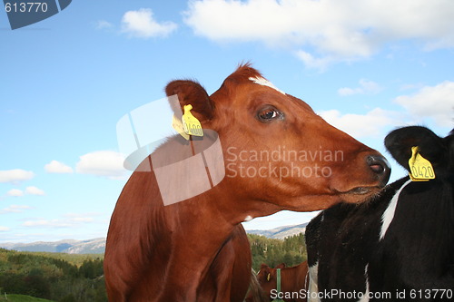 Image of staring cow