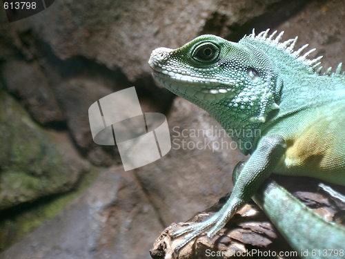 Image of green lizzard