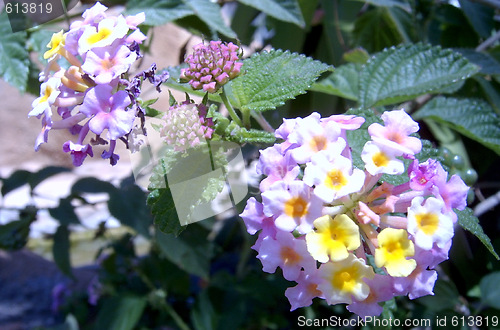 Image of flowers