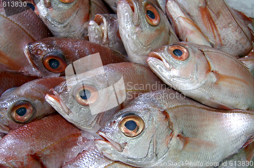 Image of red fish closeup