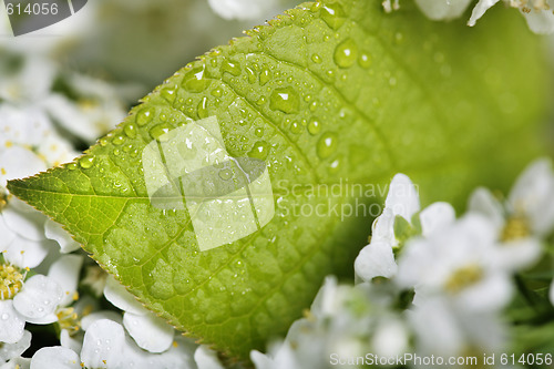 Image of Green leaf with water droplet 