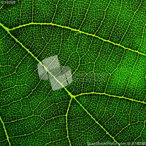 Image of green leaf closeup