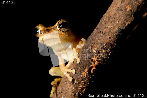 Image of tree frog with hughe eyes staring into the night