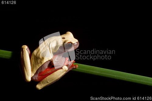 Image of tree frog