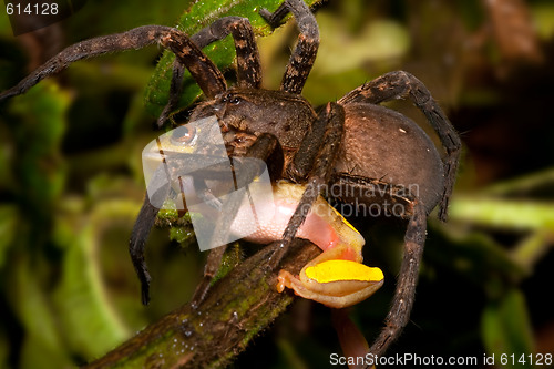 Image of frog eating tarantula