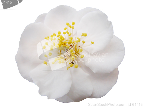 Image of Plum flower