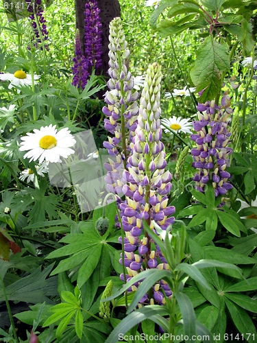 Image of lupine