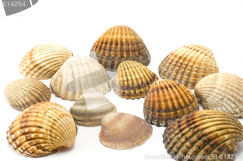 Image of Seashells