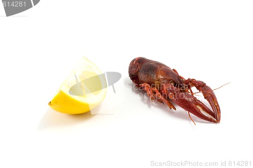 Image of Crawfish/lobster