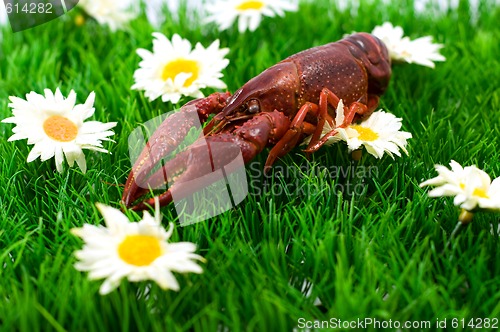 Image of Crawfish/lobster