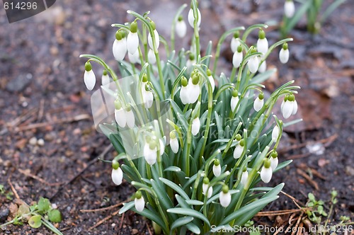 Image of Snowdrop