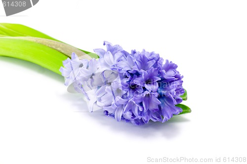 Image of Blue hyacinth