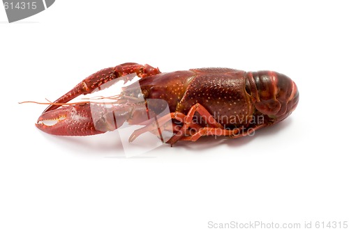 Image of Crawfish/lobster