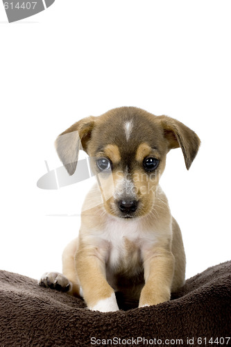 Image of Cute Puppy