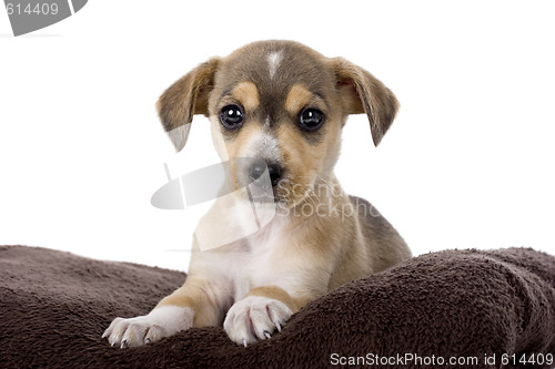 Image of Cute Puppy