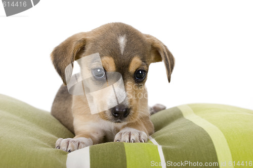 Image of Cute Puppy