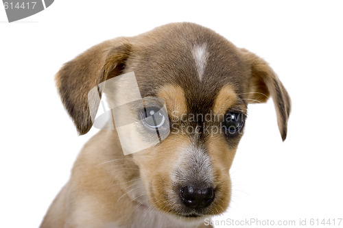 Image of Cute puppy