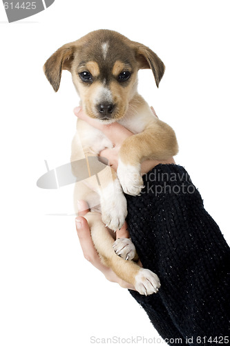 Image of Cute Puppy