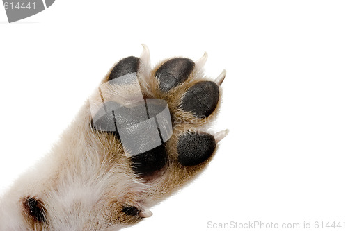 Image of Paw