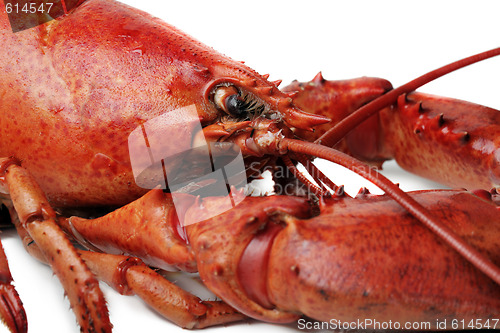 Image of red lobster on white background