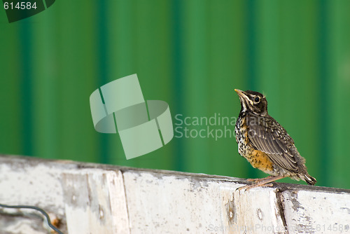 Image of Young Robin
