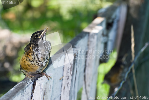 Image of Juvenile Robin