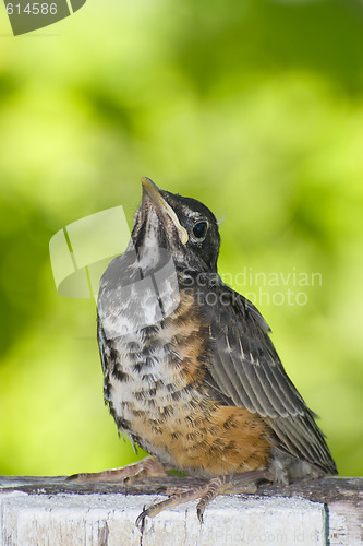 Image of Juvenile Robin