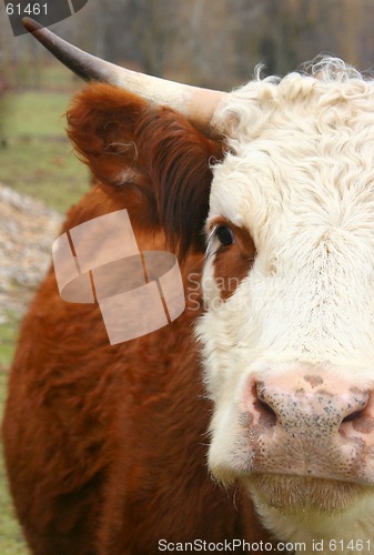 Image of MOOOOOOOOO