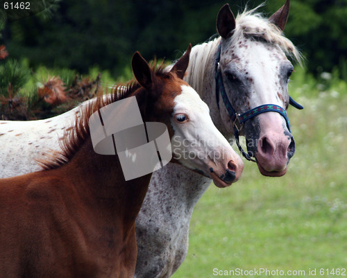 Image of Mommy and Baby Horse