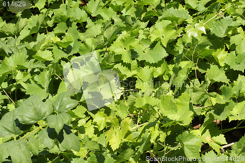 Image of Grape leaves