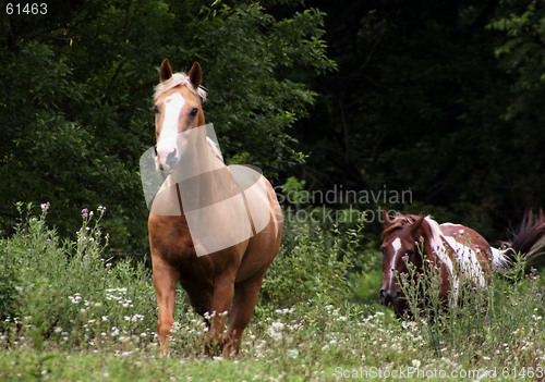 Image of Galloping Horses