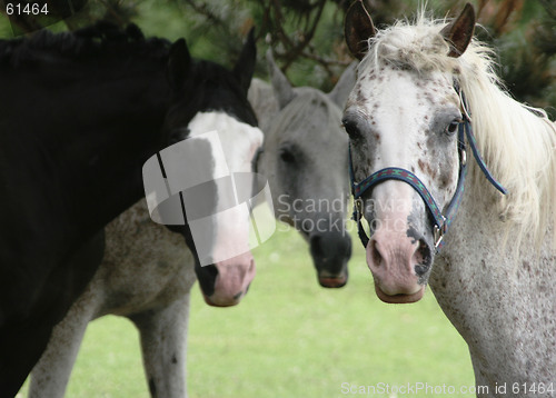 Image of Three Horses