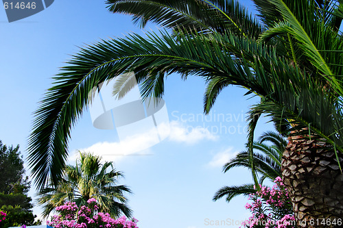 Image of Blue sky and palm leaf