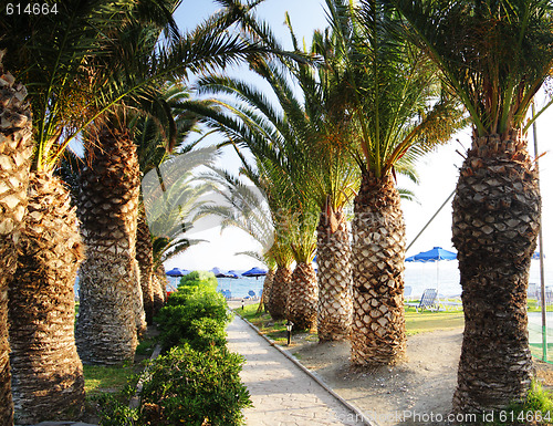 Image of Palm path to beach