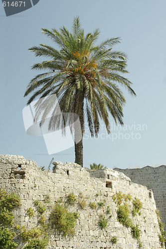 Image of Palm on stone wall