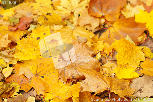 Image of Autumn leaves background