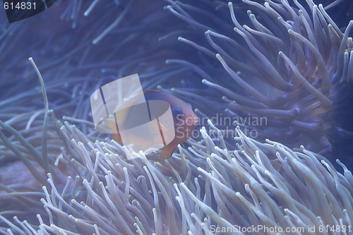 Image of Fish in aquarium