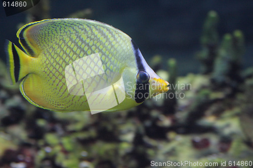 Image of Yellow fish
