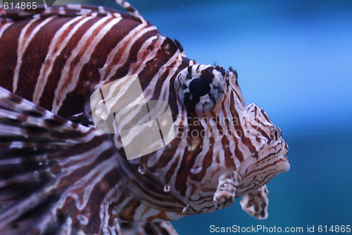 Image of Fish