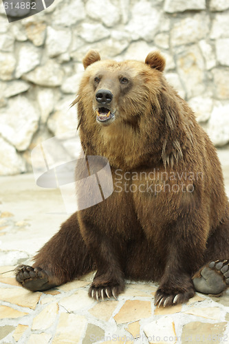 Image of Growling bear