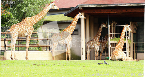 Image of Giraffes