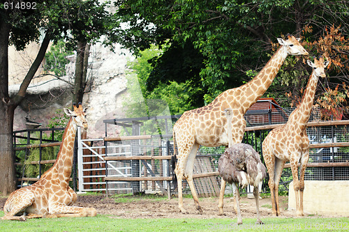 Image of Three giraffes and ostrich