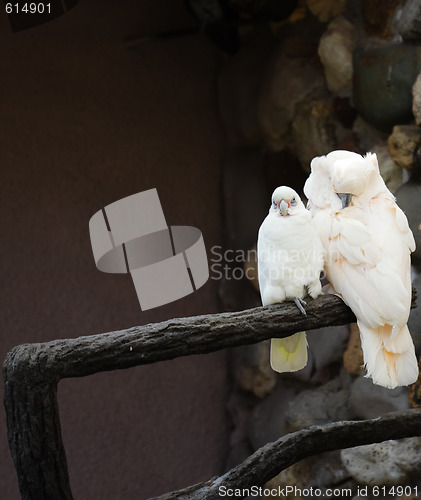 Image of Two white parrots